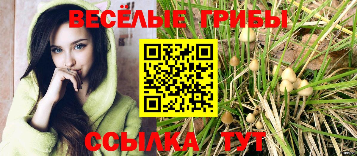 Псилоцибиновые грибы Psilocybe Кудымкар